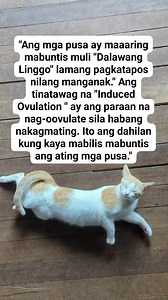 1.7M views · 3.8K reactions | Ang mga pusa ay may kakaibang...