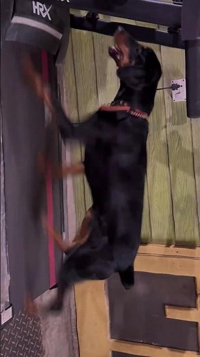 Doberman Learns the Treadmill Like a Pro! 🔥 #dogtraining #monomarkk9