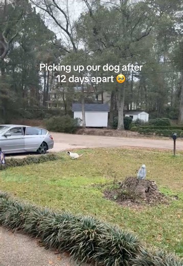 Heartwarming Dog Reunion After 12 Days Apart