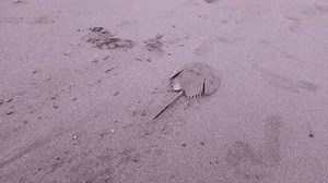 Horseshoe Crabs Merostomata Walk Towards Sea: video de stock (totalmente libre de regalías) 3712745223 | Shutterstock