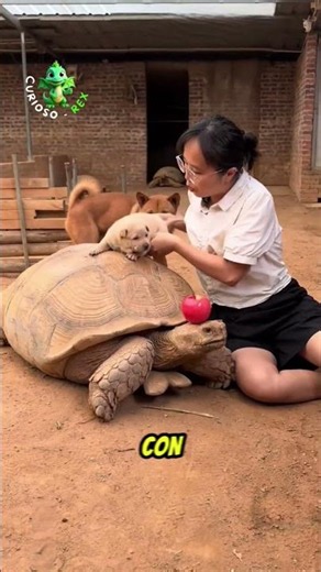 A Happy Turtle and Dog Friendship