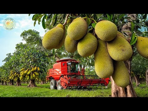 How Thai Farmers Harvest Millions of Jackfruit – Amazing Thai Food Farming