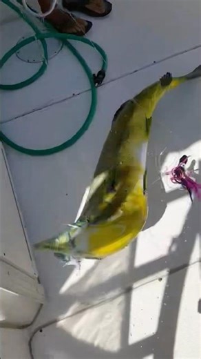 Big BULL DOLPHIN Fish (Mahi) 🟩🟨 #fishingtrip #mahi #shortsfeed