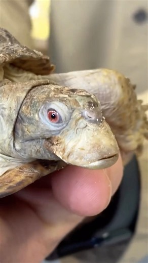 Why This Turtle Has A Duck Beak #goodtoknow #vet #medicine #funfacts #lifehacks #educational #hacks