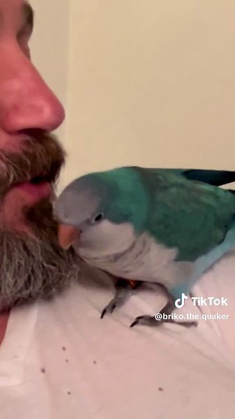 Hilarious Teenager and Parrot Fight Compilation