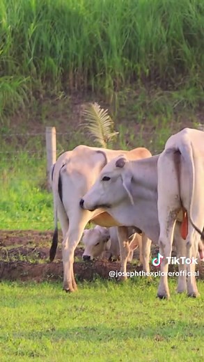 Pocherong Bisaya #josephtheexplorerofficial #chefjoseph