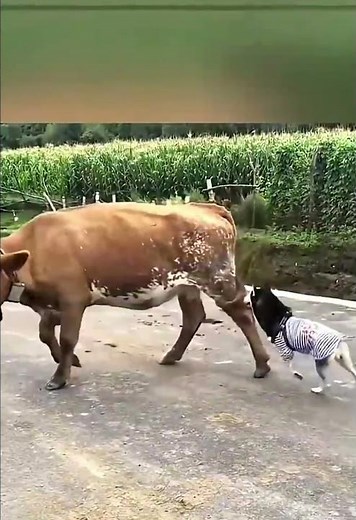 Funny Animals Compilation 2026 😂 Ultimate Pet Fails
