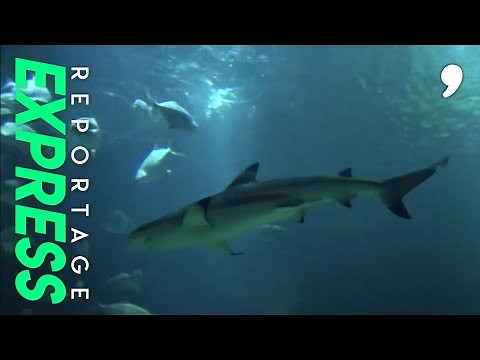 Le boom des aquariums