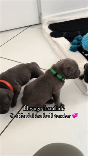 Staffordshire Bull Terrier élevage familial: conseils et présentation