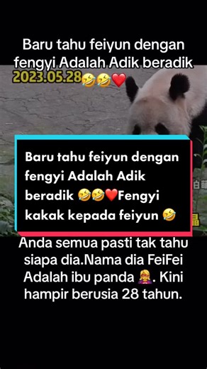 Ibu Panda FeiFei: Kisah hidup dan keturunannya