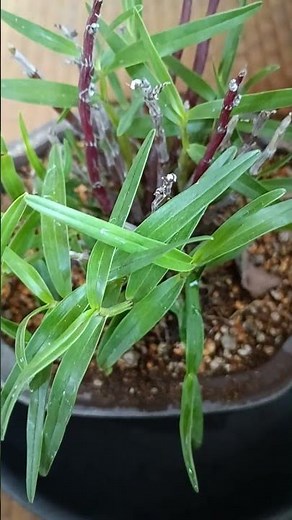 セッコクを植えました。