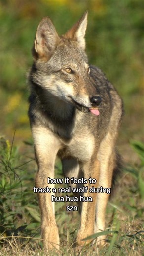 6.2K views · 112 reactions | Hua hua hua szn is an exciting time of...