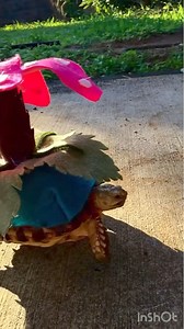 135K views · 2.8K reactions | Best cosplay I’ve ever seen  by tucker_the_tiny_tortoise on IG | Ghibli Community | Facebook