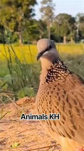 Peaceful Morning Dove Sounds #Shorts #Dove #Birds #Nature #AnimalsKH