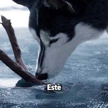 Un héroe no tiene por qué ser humano; también puede ser un perro #peliculas #cine