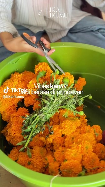 Bunga cantik ini sering disebut bunga tahi ayam, bunga gemitir, bunga prindavan, kalau di tempat kalian di sebut bunga apa?? Padahal kalau dipadu padankan di dekorasi jadi cantik banget bunganya 🥰✨✨✨✨ #likalikumu #bunga #tropicalflower #marigold #dekorasi