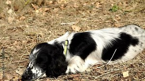Cocker spaniel with black and white color lying on dry grass