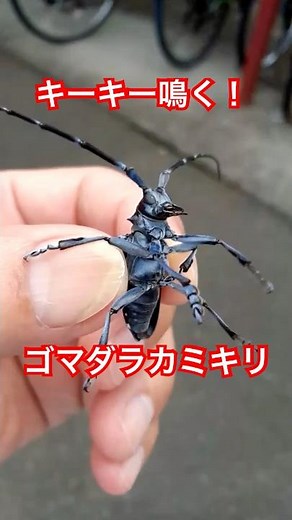 【カミキリムシ】「キーキー」鳴く 「ゴマダラカミキリムシ」#カミキリムシ #昆虫 #虫 #ムシ #虫の声 #鳴く #asmr #生音 #実音#生物 #自然音 #キーキー音 #成虫 #生き物 #むし