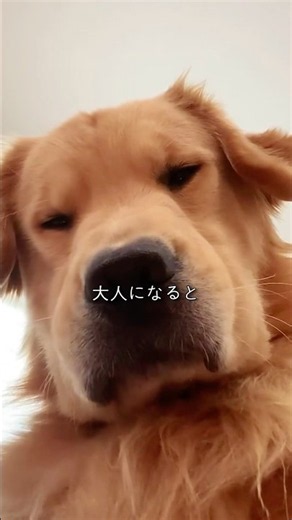 だからレトリバーはやめられない