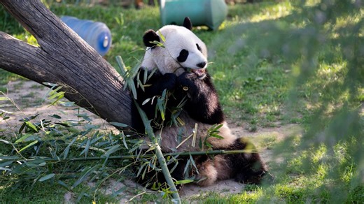 ¿Cuándo reabrirá la exhibición de pandas en el Zoológico Nacional?