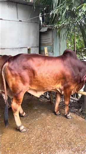 গরুর দাম কত