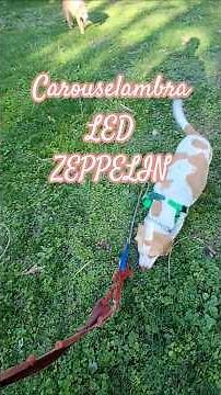 carouselambra ~ led zeppelin
