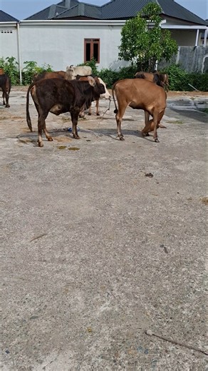 sapi lucu, sapi joget #shorts #lucu #pasarhewan