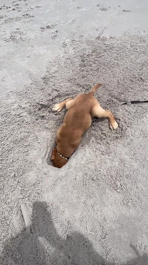 Digging tutorial ✔️🔥💰💸🤑#mauigang #puppylove #puppy #dogvoiceover #goldenretrieverpuppy #goldensoftiktok #puppytiktok #goldenretriever #beach #digging #holes #puppydog #goldenretriever