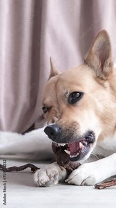 cute shepherd dog eating dry beef snack at rug at home. pet snacks for cleaning teeth