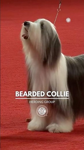 Meet the Bearded Collie