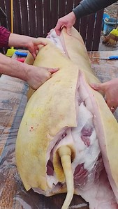 Romanian Style Pig Preparation – What Do You Think About This? #OutdoorCooking #TraditionalFood #PrimitiveCooking #RomanianTradition #FoodCulture | Outdoor Cooking Adventure
