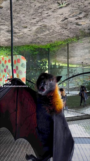 216K views · 12K reactions | Snoopy says “HALF WAY TO THE WEEKEND!” | Lubee Bat Conservancy | Facebook