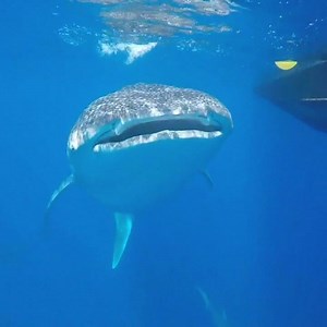 Incredible Whale Shark Encounter on Oahu Credit: North Shore Shark Adventures | Hawaiian Islands