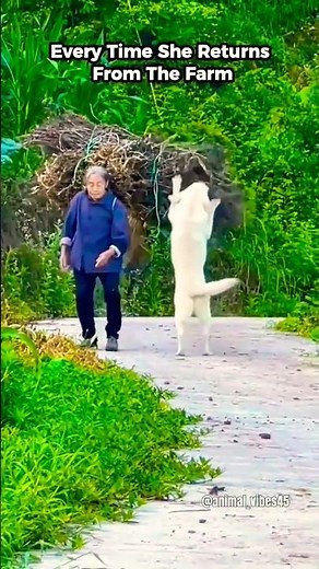 Amazing Dog Help Elderly Woman Carry Firewood Daily 🐕🔥