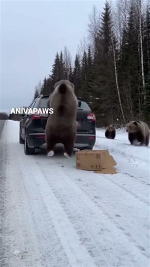 Grizzly Bear Ambush on a U.S. Highway Dashcam — Rear Window SHATTERED!