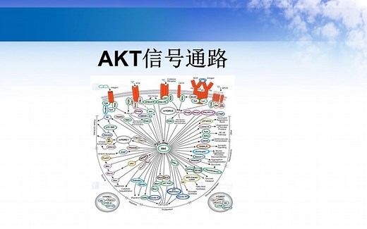 AKT信号通路