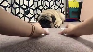 Pug needs to find where his snack is under the cup. You should try this with your pug!😝🍪 Instagram.com/kimchi.the.pug | It's a Pug Thing