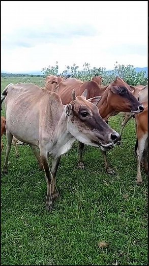 VIRAL SAPI LUCU! Lihat Momen Langka yang Jarang Terekam Kamera Ini! | Funny Cow, Real Cow