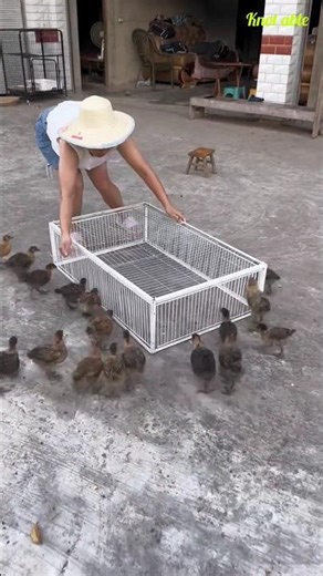 Easy ways to catch chickens for care