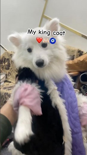Subscribe if you like my king Coat🥰💕 #king #doglife #reopomvlogs #shorts #viralshorts