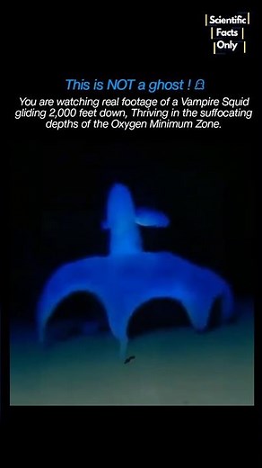 2,000 Feet Down in the Oxygen Minimum Zone:Witness the real Vampire Squid. 🤯 #ocean #marine #science