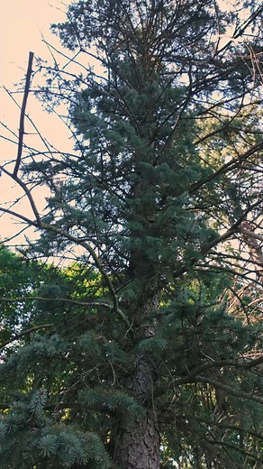 No ladder? No problem. The FlexReach System™ from Corona® puts power and precision right in your hands, even when the job’s out of reach. Shop Corona® FlexREACH System™: https://bit.ly/4gpFTqx #CoronaTools #FlexReach #ToolsThatWork #Landscaping | Corona Tools