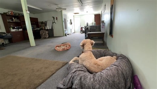 ❤️🐩🐾 YOUNG STANDARD AVAILABLE FOR ADOPTION Are you looking for a well trained girl? A dog who will love you, want to be your everything? Emmy is your girl! She is 2 yrs old, loves shopping, dinning out or just staying home with you! Please complete an adoption application online... www.floridapoodlerescue.org You will receive an email confirmation your application was received. | Florida Poodle Rescue