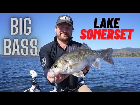 Somerset Bass & Yellowbelly