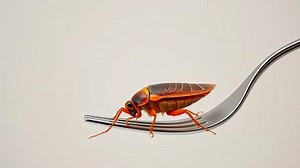 can you eat a cockroach? - Test Food Kitchen