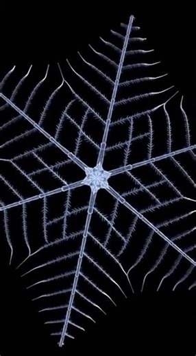 Snowflake Pattern Formation ❄️ Fractal Beauty #Shorts