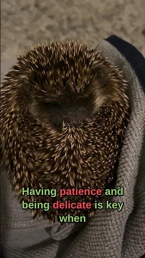 Hand training your hedgehog 🦔