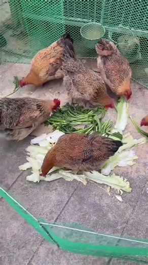 Rural Poultry Farming Life | Chickens, Ducks & Geese#ChickenFarm #DuckFarm