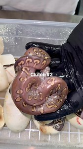 Hatched these today. Do you think they’re cute? #ballpythonkeeper #ballpythons101 #ballpythonmorphs #strangerballpython #kraken | Ball Pythons 101