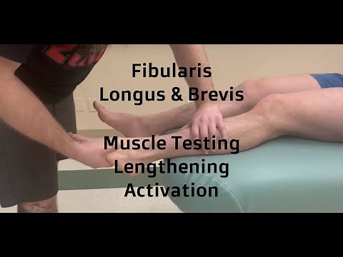 Fibularis Longus & Brevis | Muscle Testing, Activation & Length | RMT Ortho Skills Tutorial
